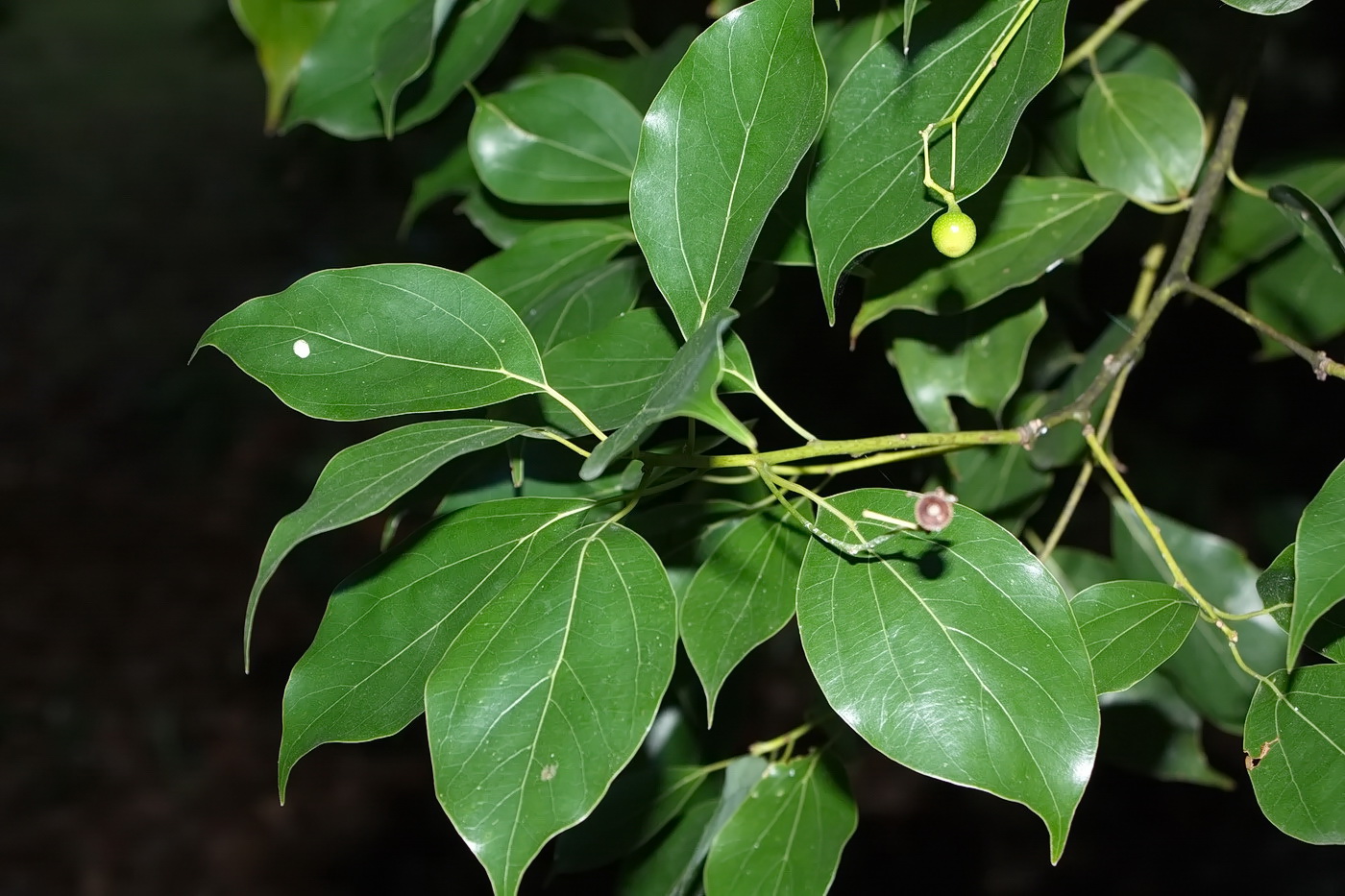 Изображение растения род Cinnamomum.