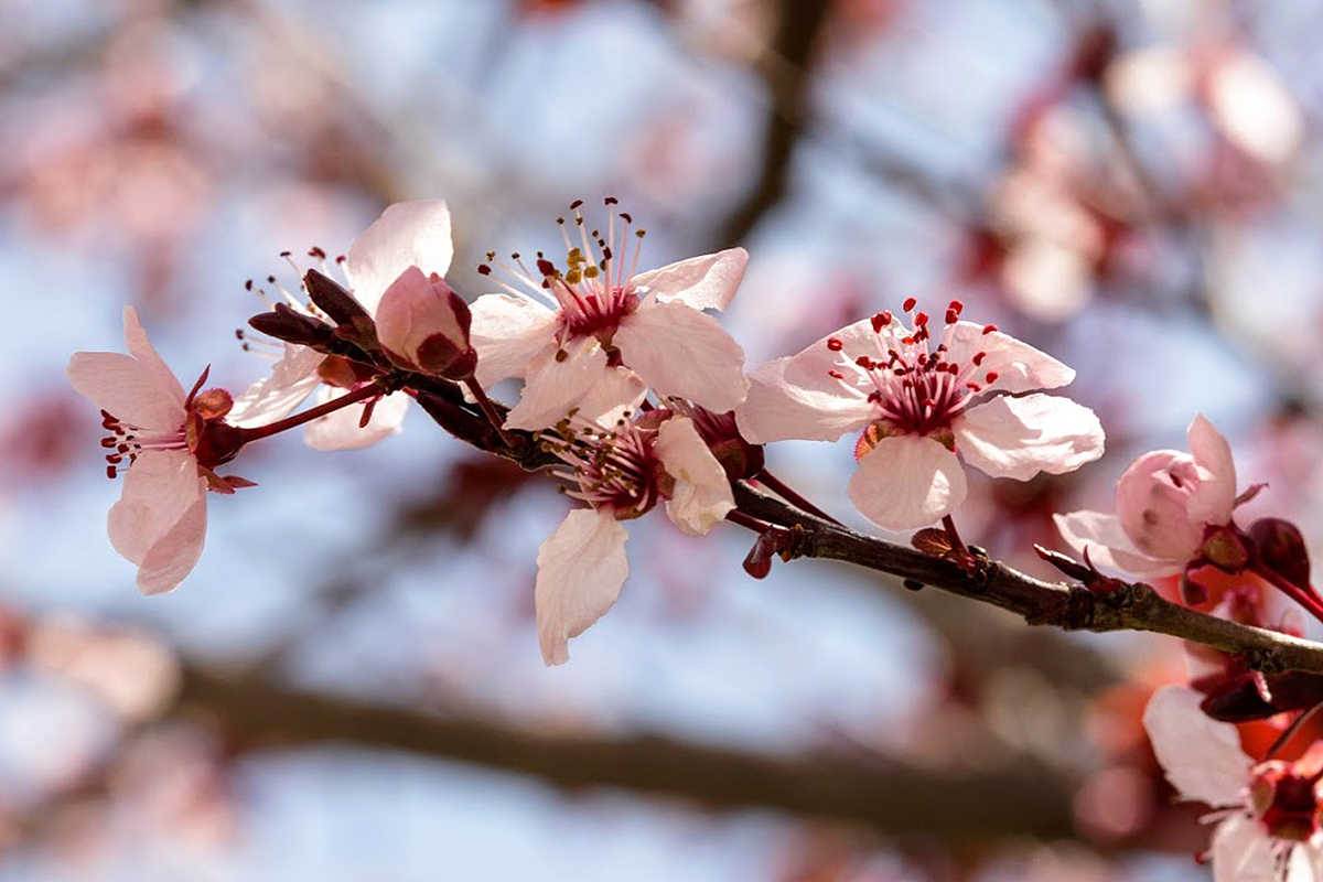 Изображение особи Prunus cerasifera var. pissardii.