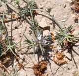 Nigella fumariifolia