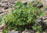 Alchemilla glabra