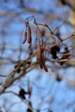 Alnus glutinosa