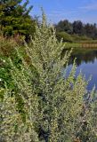 Artemisia absinthium