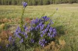 Aconitum baicalense