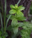 Galium rubioides. Часть побега. Республика Ингушетия, Джейрахский р-н, нижнее течение р. Гулойхи, высота 1160 м н.у.м., возле ивы. 20 июня 2022 г.