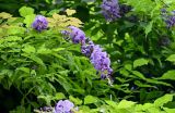 Wisteria sinensis