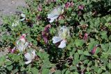 Capparis herbacea