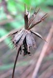 Bidens frondosa. Корзинка с семянками. Нижегородская обл., г. Чкаловск, Горьковское водохранилище, у воды. 23.09.2010.