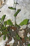 Mycelis muralis. Нижняя часть растения. Республика Абхазия, окр. г. Новый Афон. 28.08.2009.