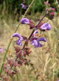 Salvia virgata