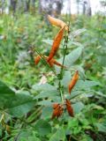 Vicia unijuga