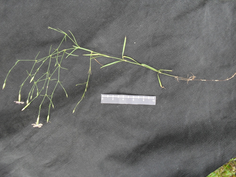 Изображение особи Dianthus campestris.