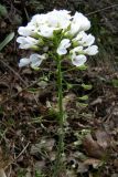 Noccaea macrantha. Верхняя часть цветущего и плодоносящего растения. Крым, Балаклава. 17 апреля 2009 г.