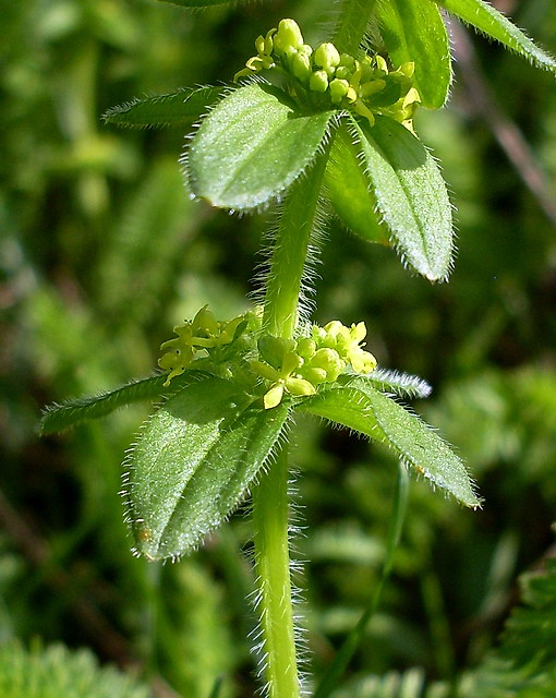Image of Cruciata laevipes specimen.