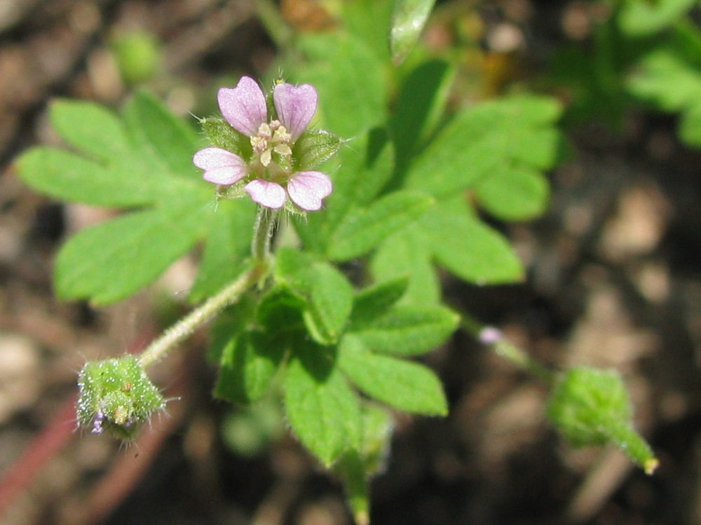 Изображение особи Geranium pusillum.