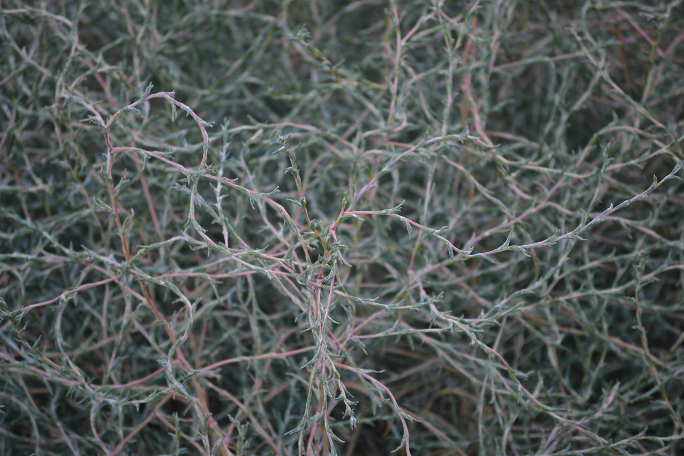 Изображение особи Petrosimonia triandra.