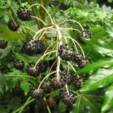 Fatsia japonica. Общее соплодие. Нидерланды, провинция Южная Голландия, Дельфт, ботанический сад Дельфтского технического университета. 29 мая 2008 г.