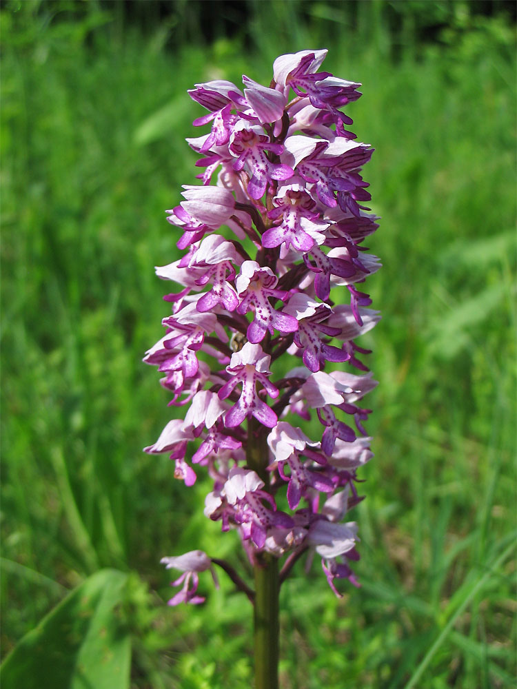 Изображение особи Orchis militaris.