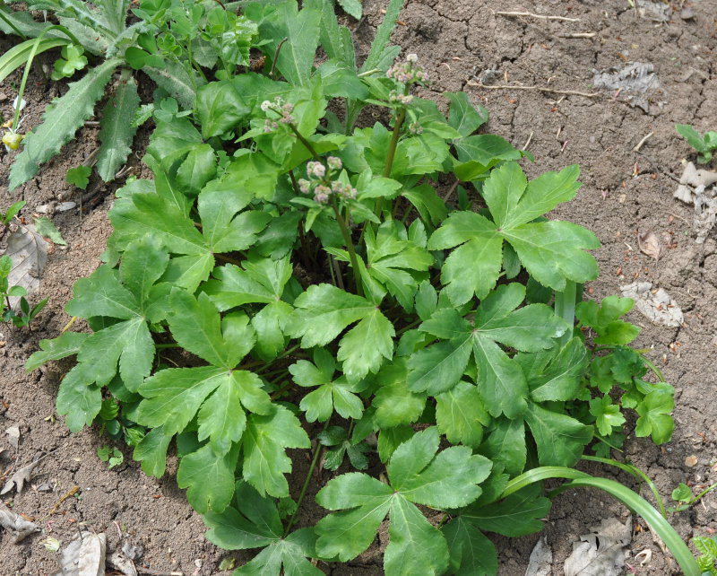 Image of Sanicula europaea specimen.