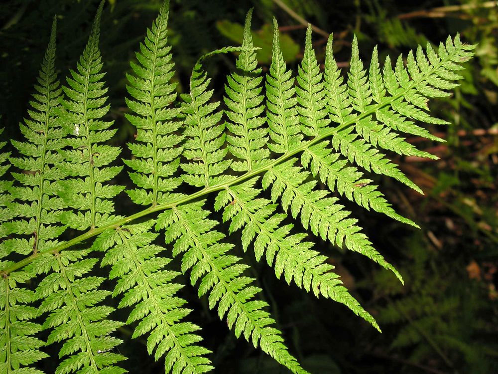 Изображение особи род Athyrium.