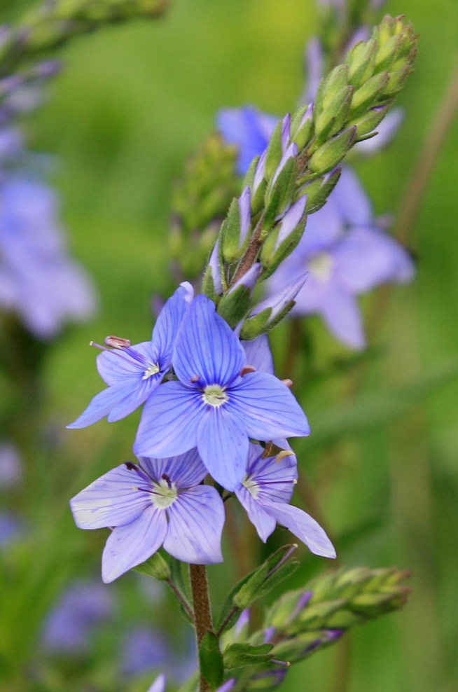 Изображение особи Veronica dentata.