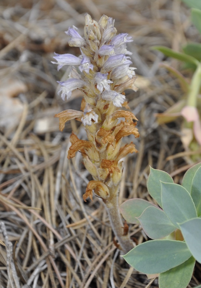 Image of Phelipanche mutelii specimen.