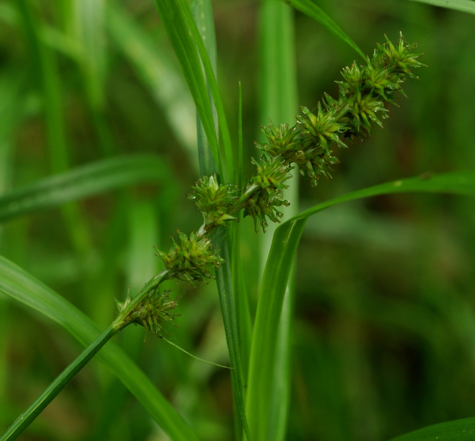 Изображение особи Carex maackii.