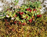 Vaccinium vitis-idaea разновидность minus. Плодоносящее и повторно цветущее растение. Кольский п-ов, берег губы Грязная Кольского залива. Начало сентября 2005 г.