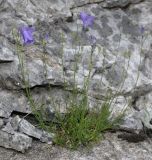 Campanula rotundifolia