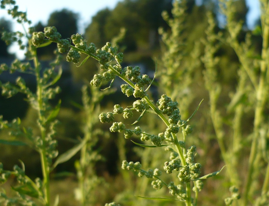 Изображение особи Chenopodium album.