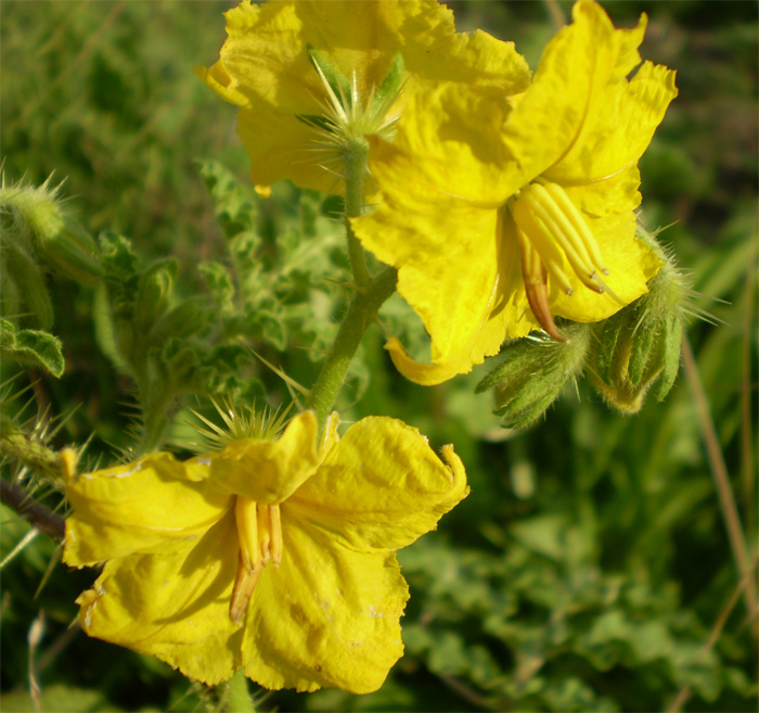 Изображение особи Solanum cornutum.