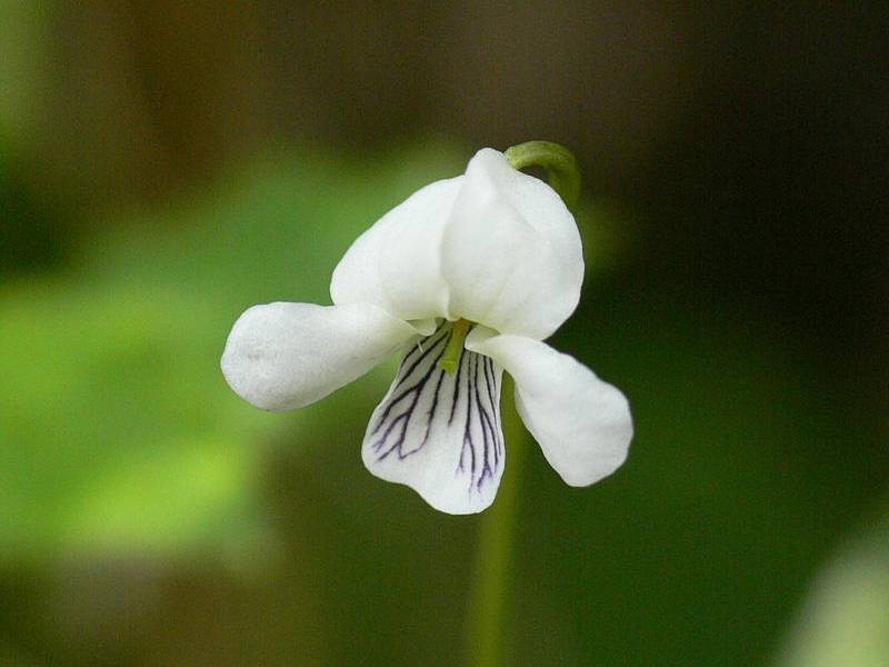 Изображение особи Viola hultenii.