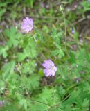 Geranium pyrenaicum. Верхушка цветущего растения. Польша, Беловежская Пуща, пос. Бяловежа. 25 июня 2009 г.