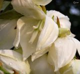 Yucca gloriosa