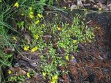 Draba sibirica