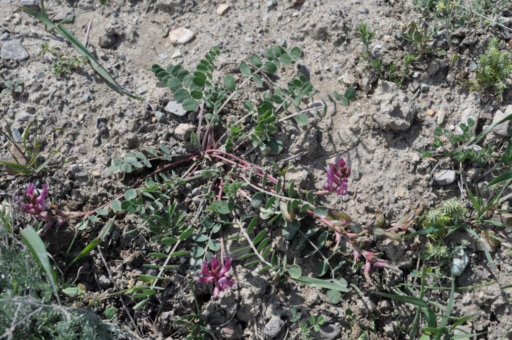 Изображение особи Astragalus prilipkoanus.