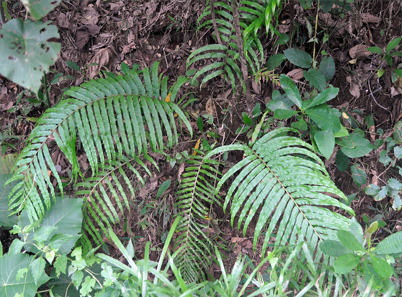 Изображение особи Blechnum finlaysonianum.