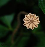 Papaver orientale