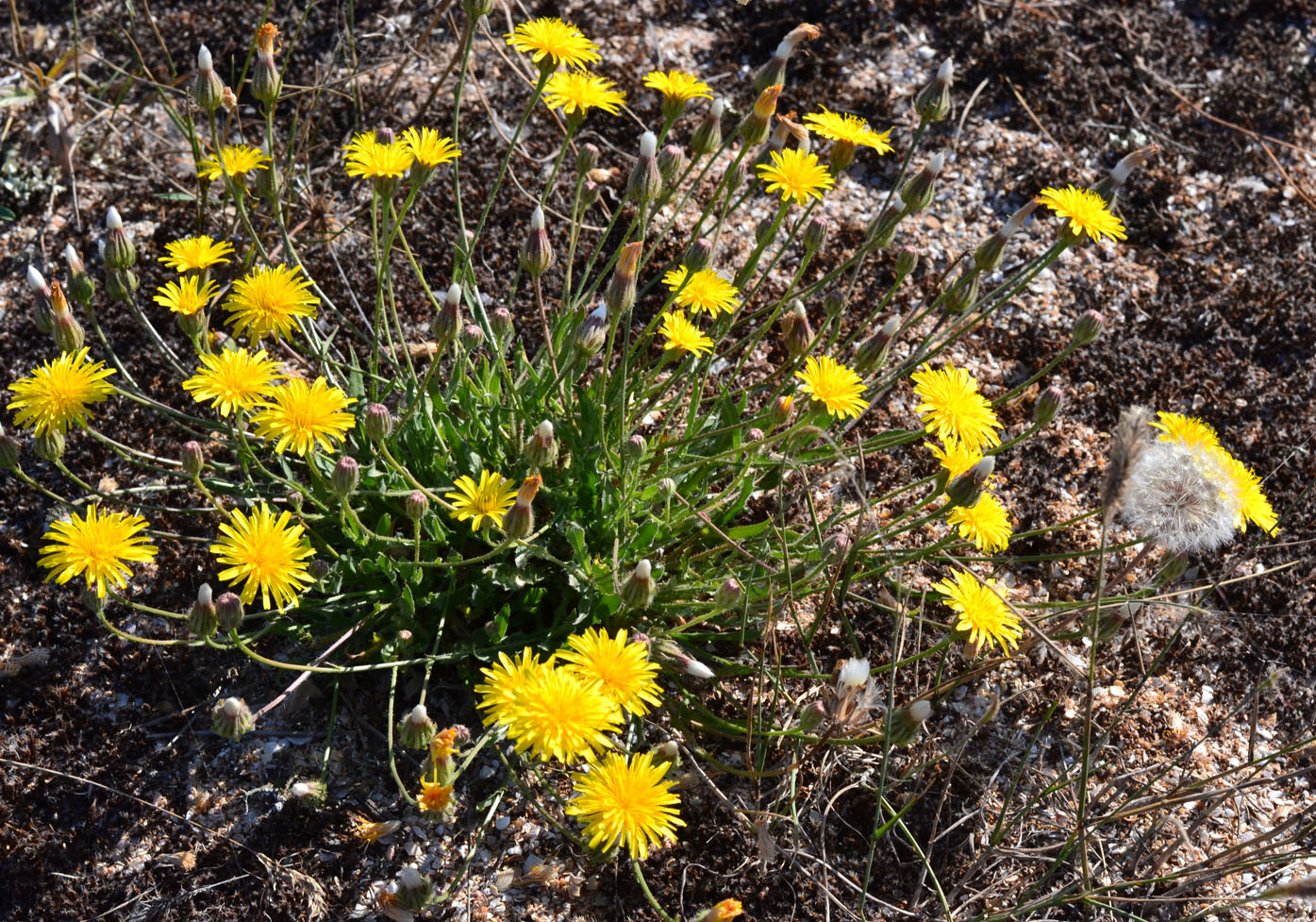 Изображение особи Crepis rhoeadifolia.