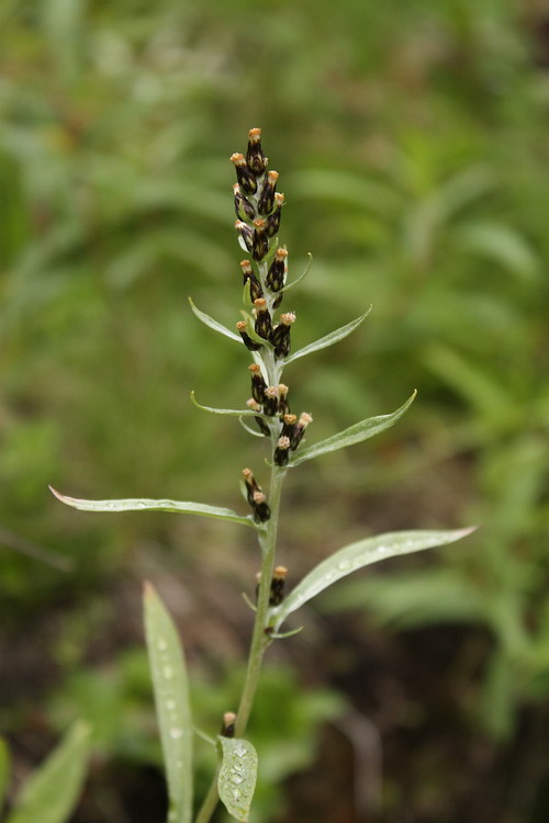 Изображение особи Omalotheca norvegica.