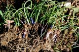 Muscari neglectum