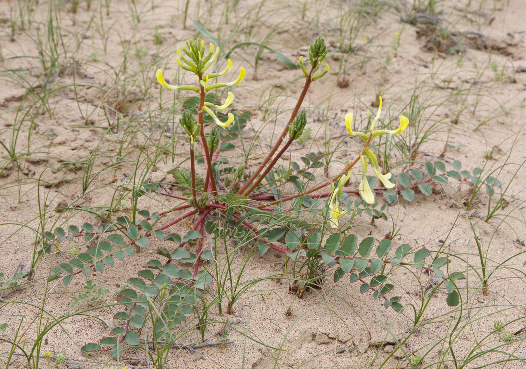 Изображение особи Astragalus flexus.