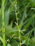 Polygonum aviculare