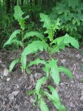 Lactuca serriola