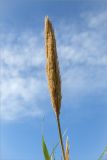 Arundo donax