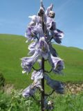 Aconitum leucostomum. Соцветие. Казахстан, Заилийский Алатау в окр. г. Алматы, ущ. Каскелен, 2000 м н.у.м. 8 июня 2016 г.