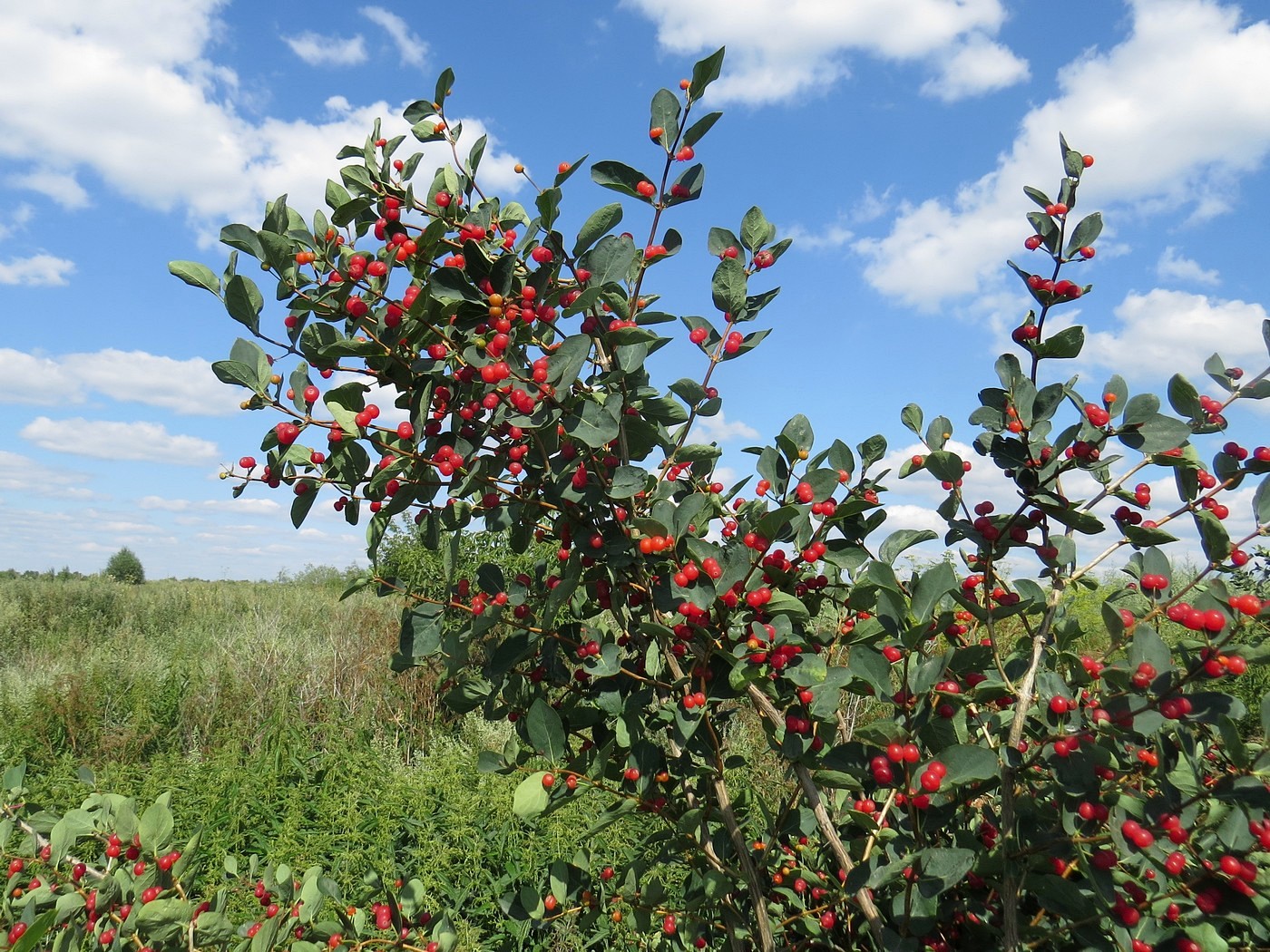 Изображение особи Lonicera tatarica.