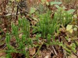 Lycopodium annotinum. Вегетирующее растение. Приморье, Шкотовский р-н, окр. с. Анисимовка, хребет Ливадийский, гора Литовка, хвойно-лиственный лес. 24.09.2016.