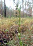 Spergula arvensis