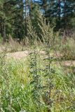 Artemisia vulgaris