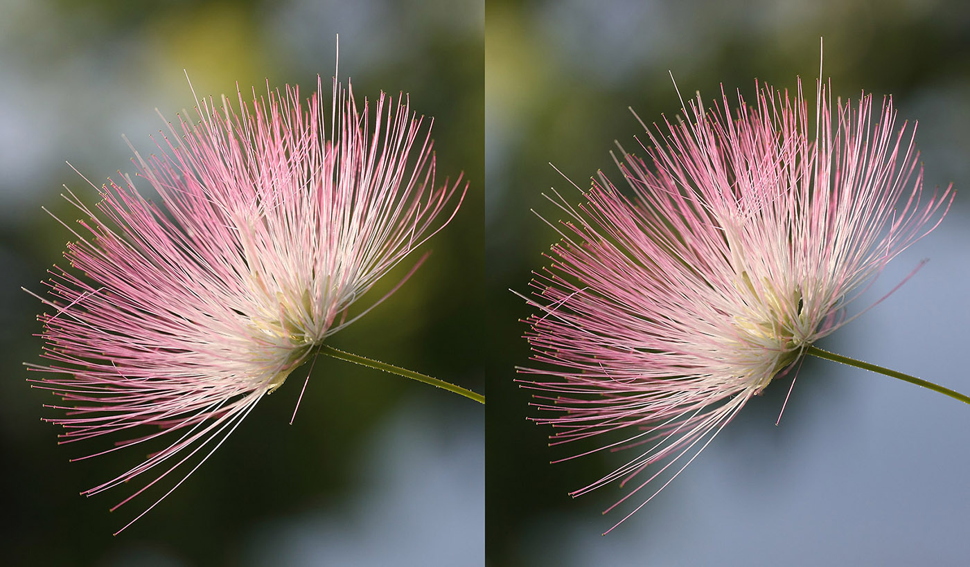 Изображение особи Albizia julibrissin.